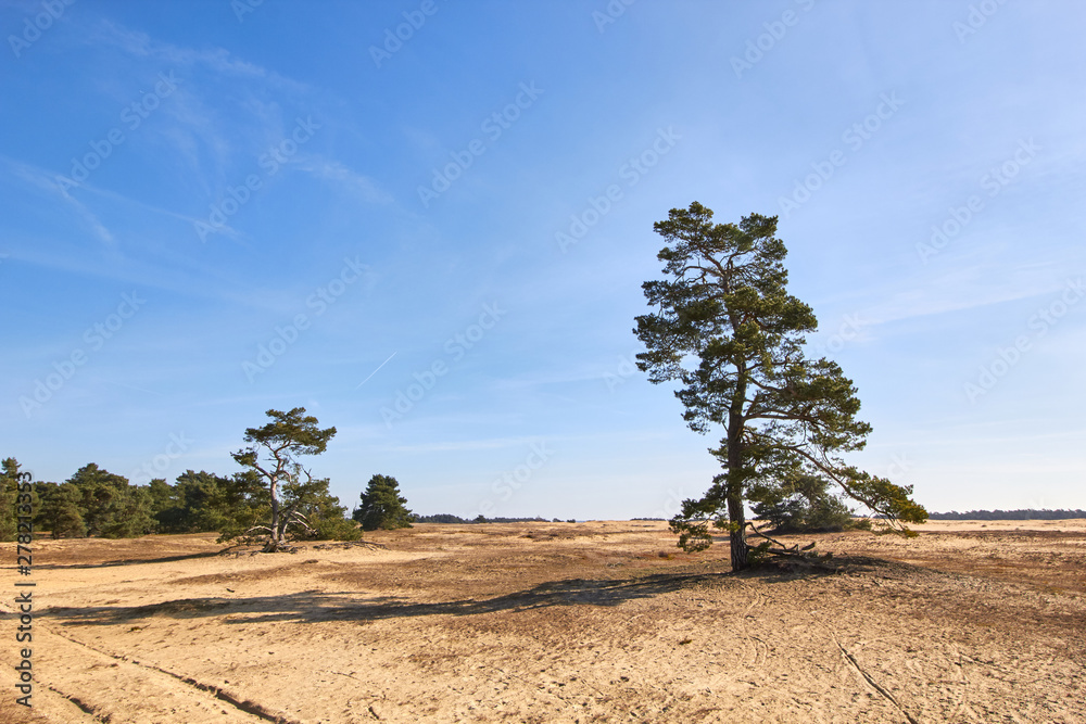 Pine in the sand in the Hoge Veluwe in Holland