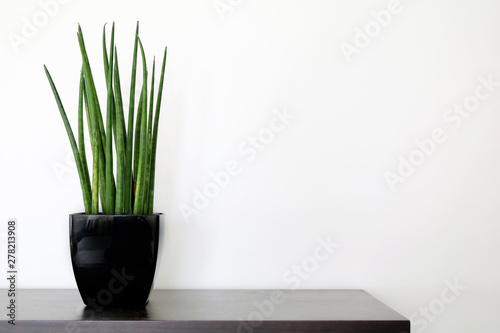 isolated green plant in a black flower pot against white backdrop