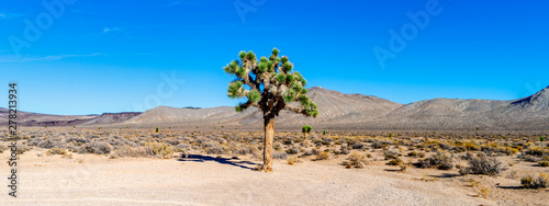 Joshua Tree with green leaves in the desert