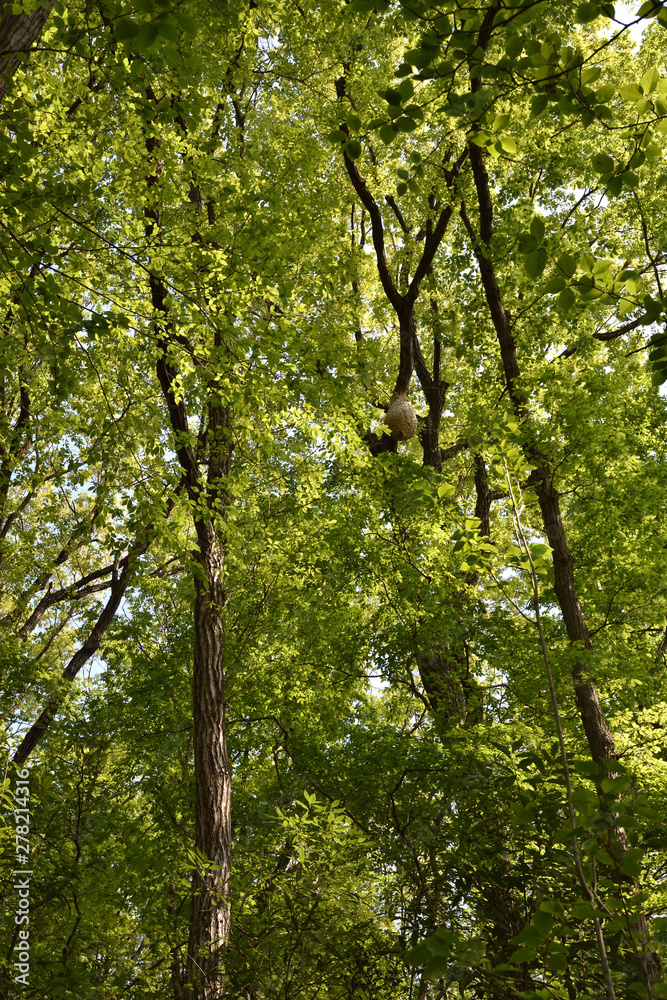 Naklejka premium 蜂の巣