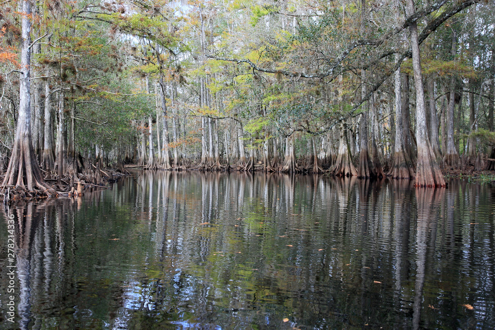 Cypress Trees on the banks of Fisheating Creek, Florida, in the autumn. Cypress Trees on the banks of Fisheating Creek, Florida, in the autumn.