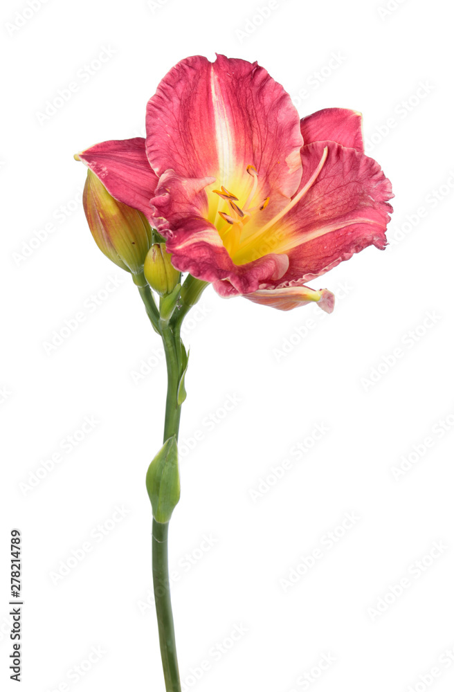 Daylily (Hemerocallis) red flower close-up isolated on white background