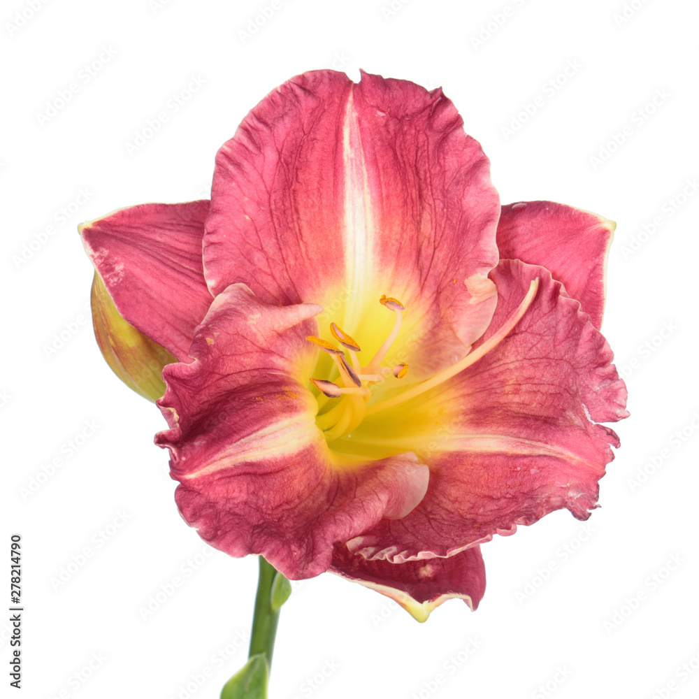 Daylily (Hemerocallis) red flower close-up isolated on white background Daylily (Hemerocallis) red flower close-up isolated on white background