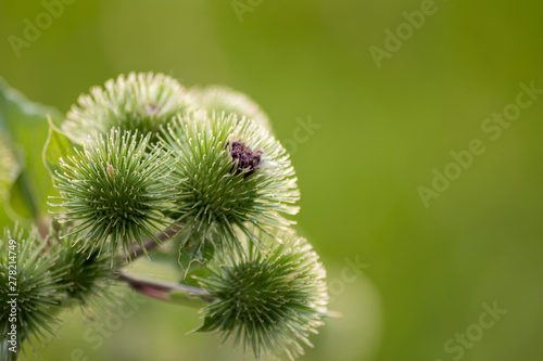 Grosse Klette (Arctium, lappa) mit spitzen Stacheln zum Anheften wie Klettverschluss an Spaziergängern sorgt für Verbreitung der Samen und Pollen mit Widerhaken und Haken und Ösen