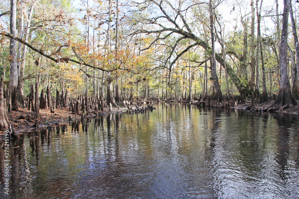 Cypress Trees on the banks of Fisheating Creek, Florida, in the autumn. Cypress Trees on the banks of Fisheating Creek, Florida, in the autumn.