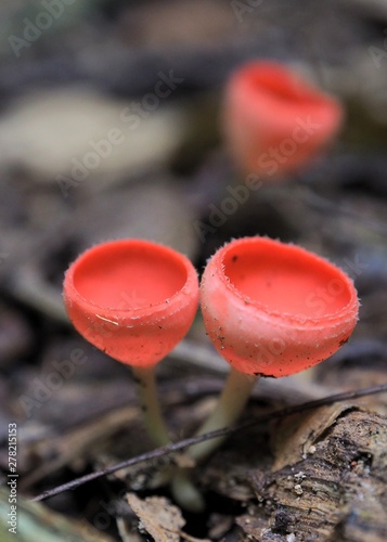 red mushroom in the forest