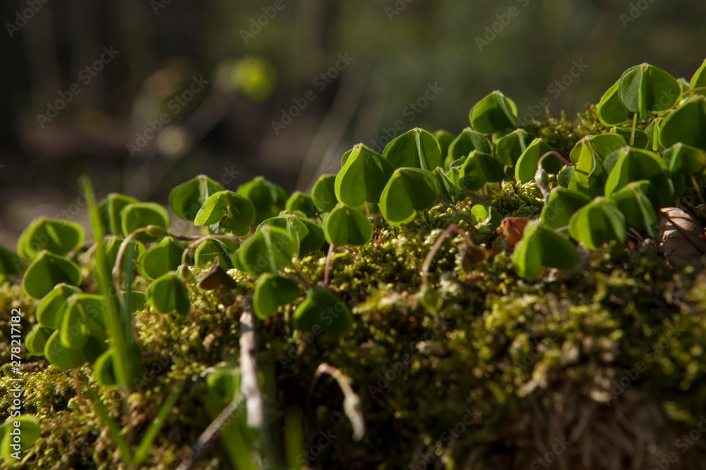 Bentheim Germany. Moss Bentheim Germany. Moss