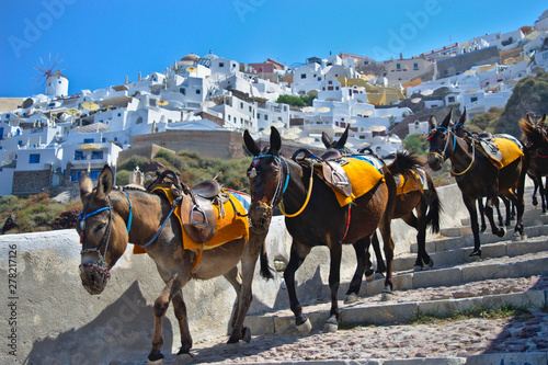 Fototapeta Naklejka Na Ścianę i Meble -  Donkeys on the streets of Oia, Santorini
