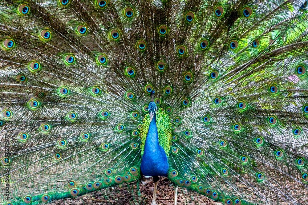 Fototapeta premium A close portrait of a blue peacock on the background of colorful feather