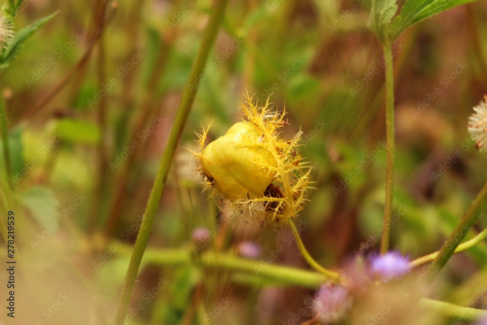 The beauty of brown and yellow grass flowers The beauty of brown and yellow grass flowers