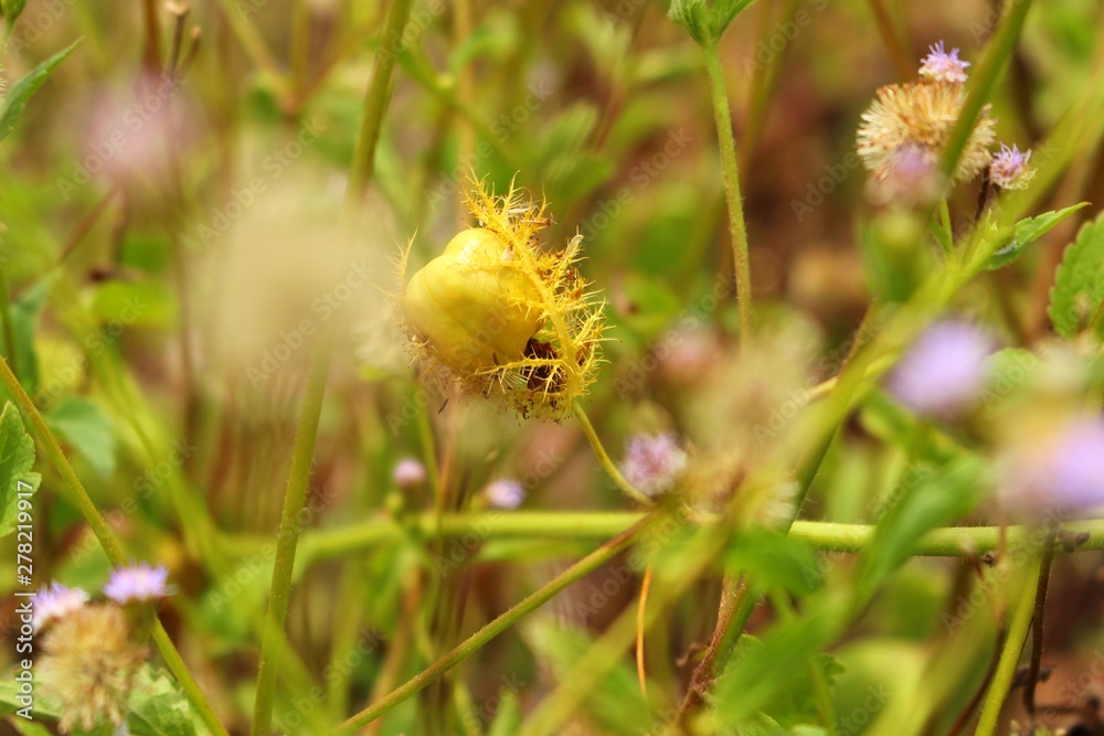 Fototapeta premium The beauty of brown and yellow grass flowers