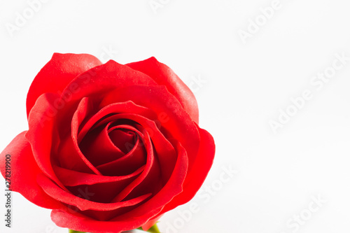 Red roses of artificial With white background. Love Concept..