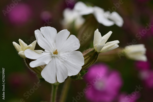 Macro shot of a white campion (silene latifolia) flower in bloom photo