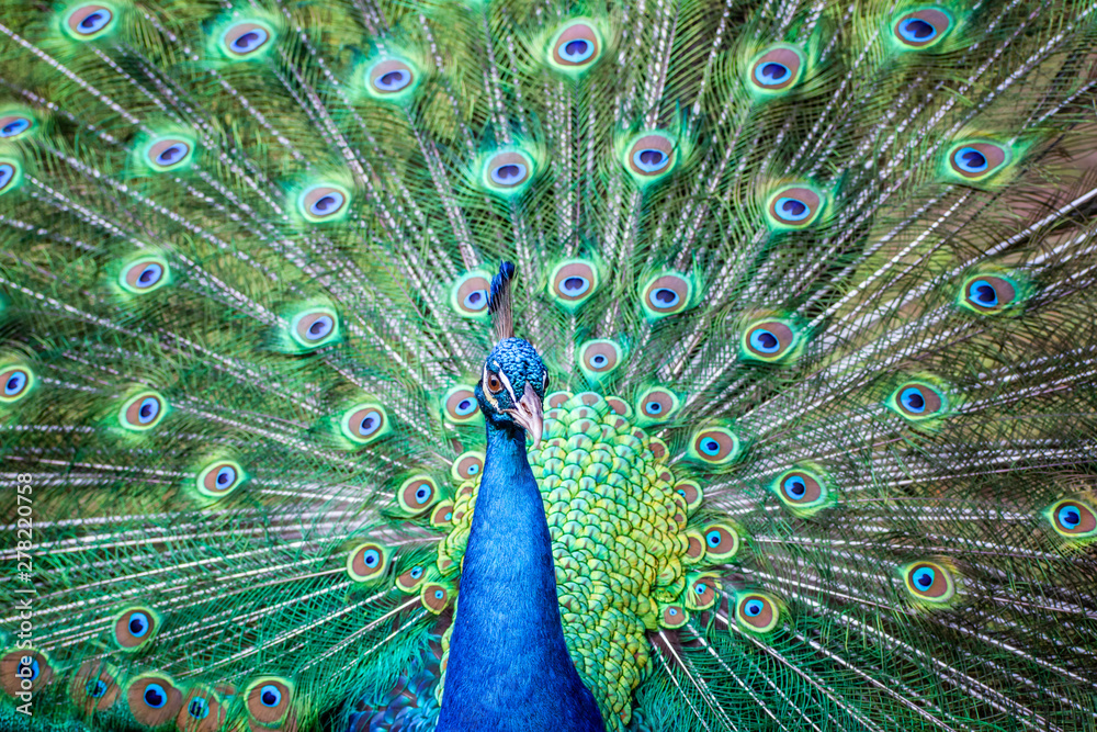 Obraz premium A close portrait of a blue peacock on the background of colorful feather