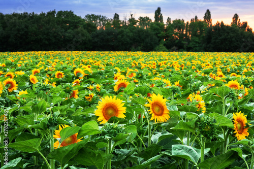 Sunflower field during sunset, Slovakia