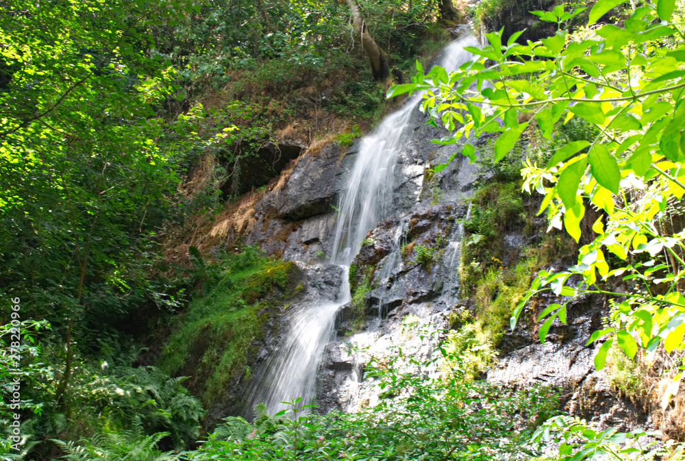 Fototapeta premium waterfall in the forest