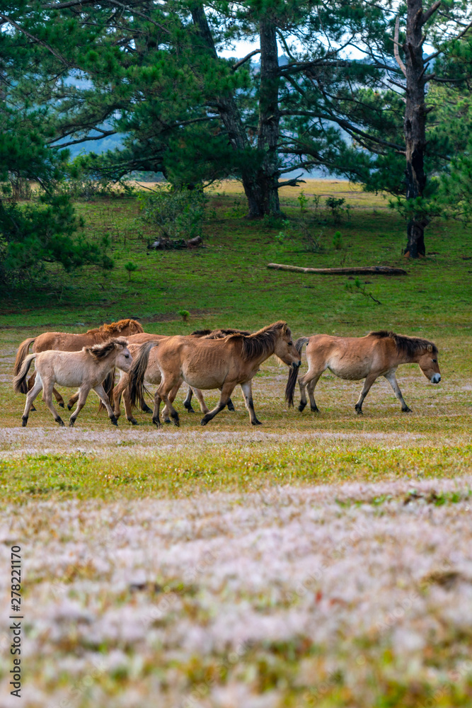 Group of horses moving on the pink grass pasture Group of horses moving on the pink grass pasture