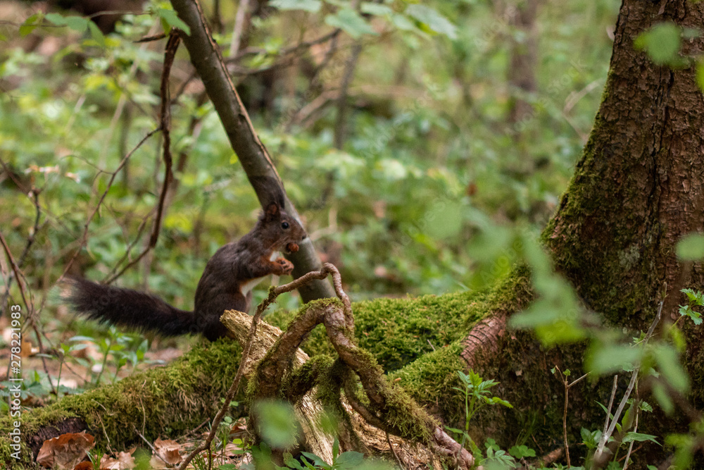 Eichhörnchen