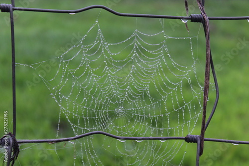 dew drops on a web and rusty fence