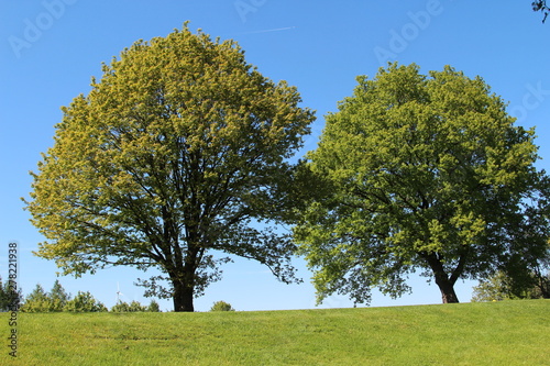 Zwei Bäume