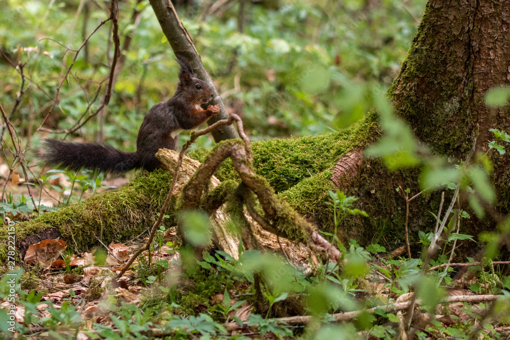 Eichhörnchen im Wald