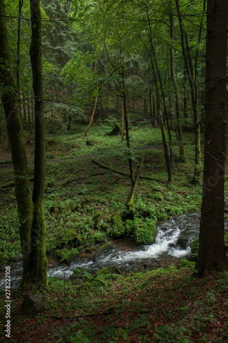 Thuringen Forest Germany. Biosparenreservat
