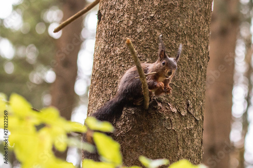 Eichhörnchen