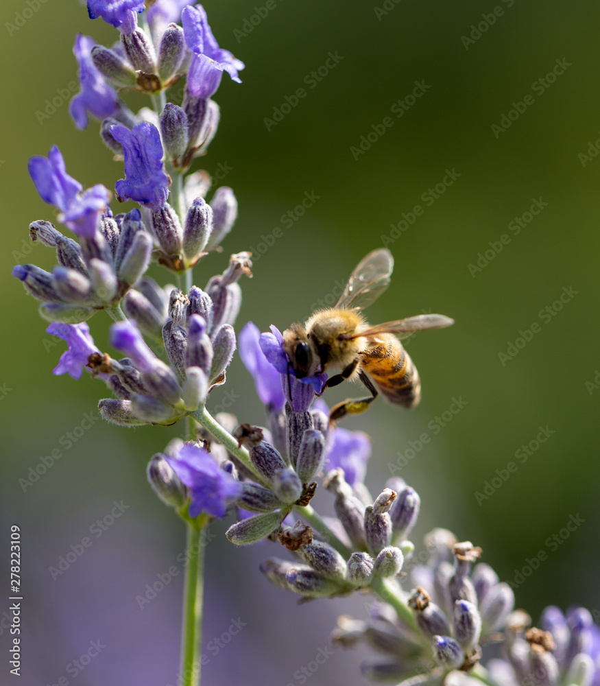 lavender flower and bee