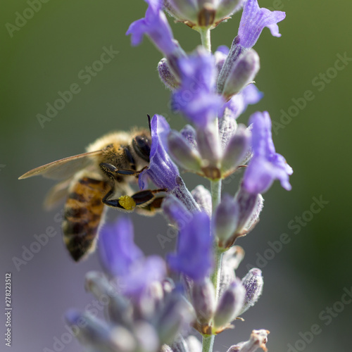 lavender flower and bee