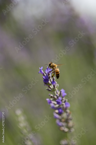 lavender flower and bee © meraleguz