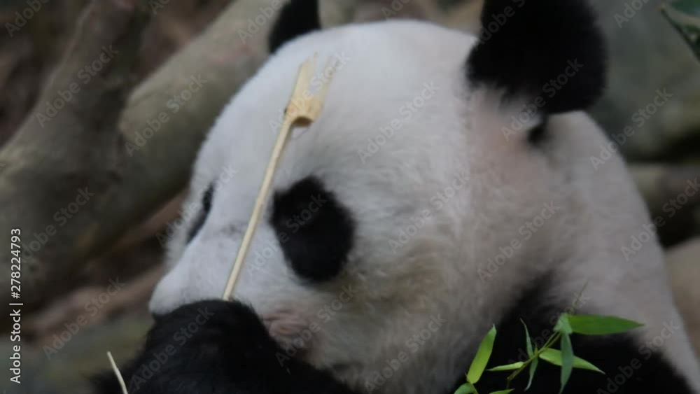 Panda Bear closeup video while eating a chewing bamboo. Panda Bear Closeup head and face Panda Bear closeup video while eating a chewing bamboo. Panda Bear Closeup head and face
