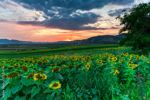 Sunset landscape in the summer near sunflowers field