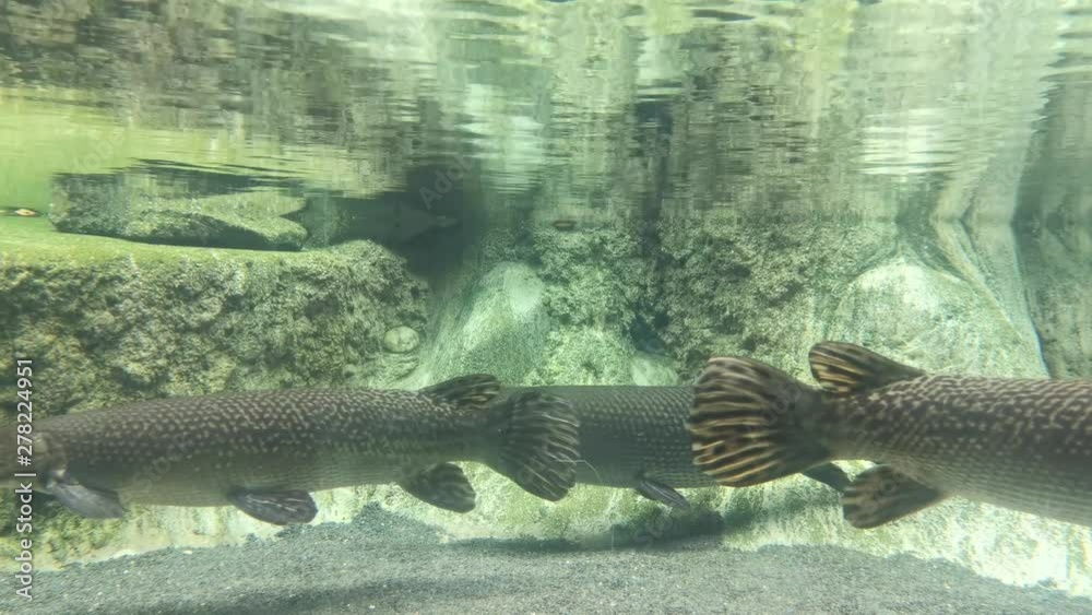 Alligator Gar in a clear aquarium. Predator alligator gar in a clear water Alligator Gar in a clear aquarium. Predator alligator gar in a clear water