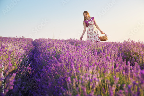 Cute girl collect lavender on meadow at sunset.