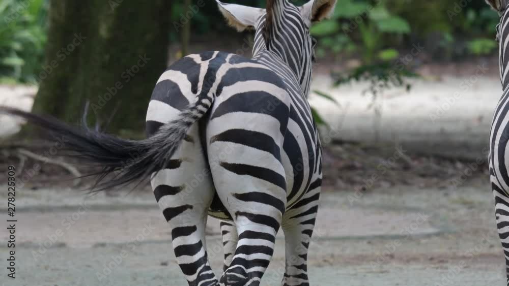 Zebras behind while waving their tails. Zebra ass and tails