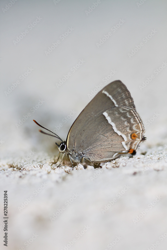 Obraz premium Thècle du chêne, Neozephyrus quercus