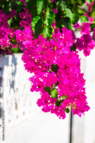 Amazing flowers in Greece