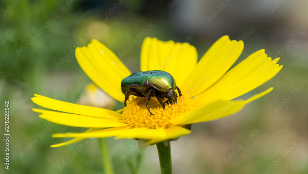 Naklejka premium Green beetle on a yellow flower in the garden on a summer day