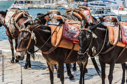 Donkey taxies are waiting for the tourist in the port to carry them instead of cars on a hot summer sunny day on Hydra Island, Saronic Islands, Greece, Europe 