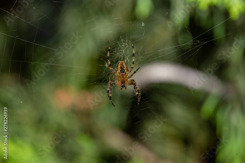 European garden spider weaves a net for hunting
