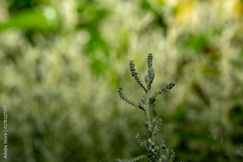 green yellow flowers foreground net background flu green yellow flowers foreground net background flu