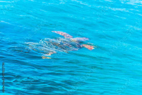Turtle in the sea © Ivanica