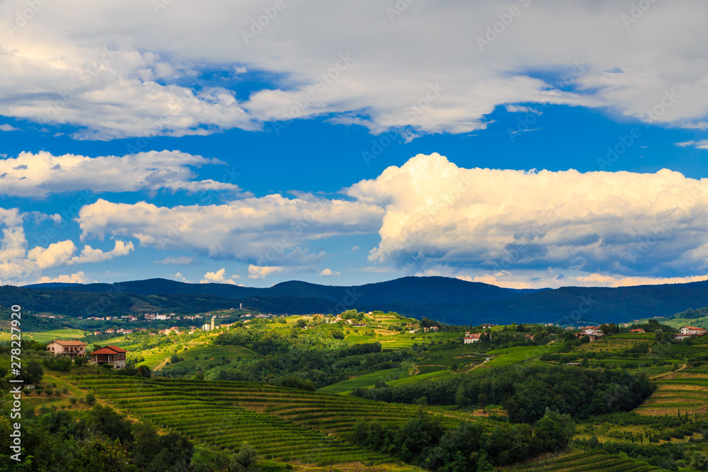 Fototapeta premium Stormy day in the vineyards of Brda, Slovenia