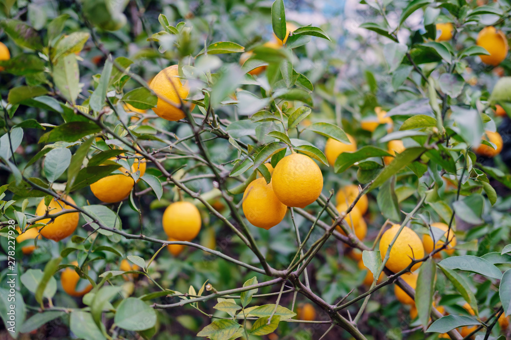 Branches of lemon tree