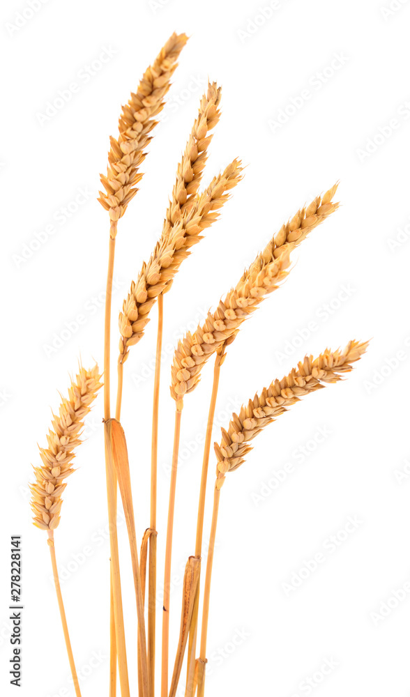 Bunch of ripe wheat ears.