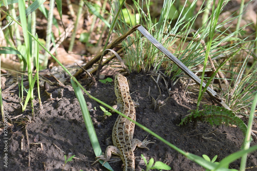 lizard in the grass lizard in the grass