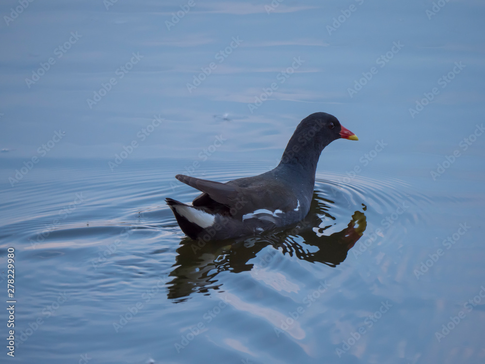 The common moorhen Gallinula chloropus also known as the waterhen, the swamp chicken, and as the common gallinule swimming on blue lake water during sunset. The common moorhen Gallinula chloropus also known as the waterhen, the swamp chicken, and as the common gallinule swimming on blue lake water during sunset.