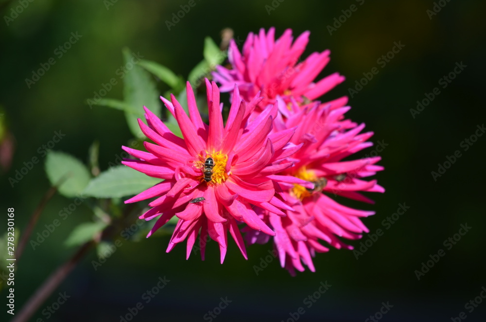 Three pink dahlia flowers in a garden in a sunny summer day, close up Three pink dahlia flowers in a garden in a sunny summer day, close up