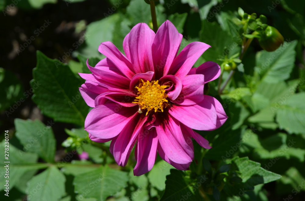 Pink dahlia flower in a garden in a sunny summer day, close up Pink dahlia flower in a garden in a sunny summer day, close up