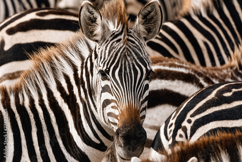 Portrait of a zebra among his fellows.
